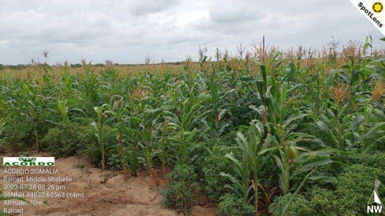 Empowering  smallholder farmers in Somali ‘s Agricultural sectors .